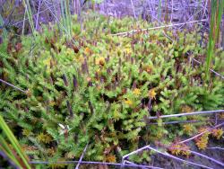 Lycopodiella diffusa. Prostrate plants growing on pākihi soil.
 Image: L.R. Perrie © Te Papa CC BY-NC 4.0